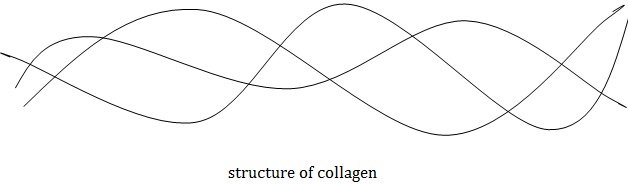 structure of collagen